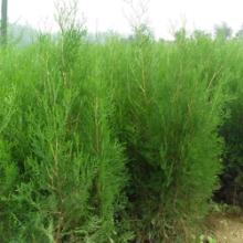 山東綠化苗木價(jià)格,山東綠化苗木批發(fā)價(jià)格