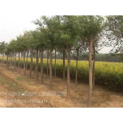 供應高速綠化苗木養(yǎng)護:***易養(yǎng)護的苗木:金葉榆