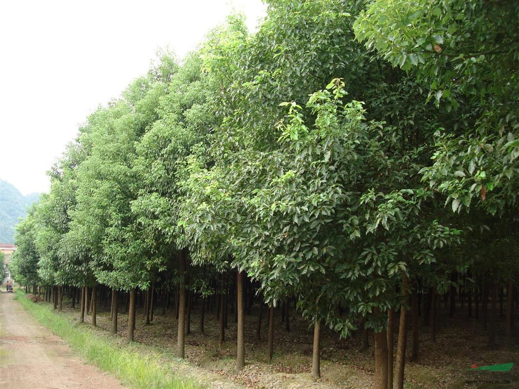 接桿的香樟樹價(jià)格報(bào)價(jià)參考 香樟苗木價(jià)格更新_接桿的香樟樹價(jià)格報(bào)價(jià)參考 香樟苗木價(jià)格更新圖片_南京小汪苗圃場_中國園林網(wǎng)
