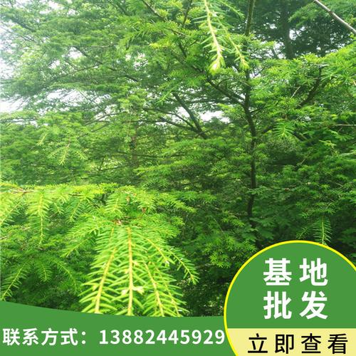 基地批發園林綠化工程苗木鐵杉樹苗 別墅庭院觀賞景觀樹苗遮蔭樹