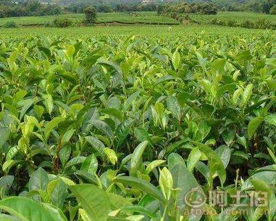 【四川福鼎大白茶苗價格#正宗福鼎大白茶苗】福鼎大白茶苗,價格,廠家,供應(yīng)商,其他農(nóng)業(yè),雅安市名山區(qū)惠農(nóng)苗木種植農(nóng)民專業(yè)合作社 - 熱賣促銷