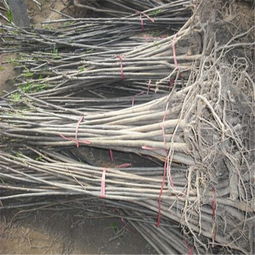 北方電網(wǎng)報價 廠家