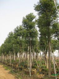 香樟樹造型優(yōu)美 香樟樹價格 8公分香樟價格 香樟質(zhì)優(yōu)價廉