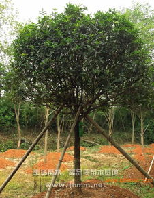 供應(yīng)10公分桂花 10公分桂花樹 豐華苗木,供應(yīng)10公分桂花 10公分桂花樹 豐華苗木生產(chǎn)廠家,供應(yīng)10公分桂花 10公分桂花樹 豐華苗木價格