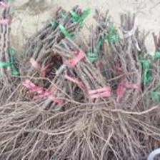 供應(yīng)【盧龍明杰葡萄苗木巨峰葡萄苗批發(fā)】葡萄苗木廠家圖片_高清圖_細(xì)節(jié)圖-盧龍縣明杰葡萄樹苗種植場 -