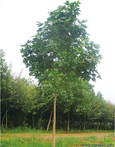 櫸樹的主要價值