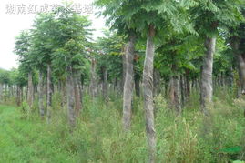湖南欒樹 欒樹小苗 欒樹價(jià)格 移栽15公分欒樹