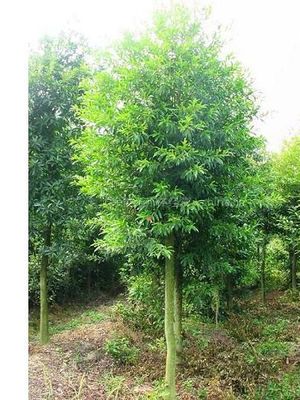 【供應(yīng)杜英 大杜英 杜英樹 杜英價(jià)格 湖南杜英圖片】供應(yīng)杜英 大杜英 杜英樹 杜英價(jià)格 湖南杜英 - 長沙市雨花區(qū)湖湘苗圃