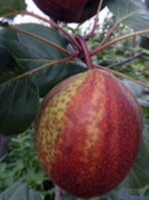 【秋月梨苗夏天生長廠家供應新梨七號梨苗誠心出售】泰安高新區旺運苗木中心 - 產品庫