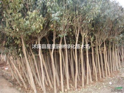 沭陽(yáng)縣星星園林綠化苗木場(chǎng)