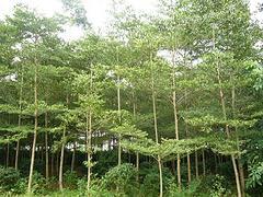 非常好的海南苗木出售,海口苗木圖片|非常好的海南苗木出售,海口苗木產(chǎn)品圖片由海南桂芝源實(shí)業(yè)公司生產(chǎn)提供-