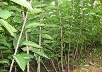 櫻桃成品苗、紅燈、美早、早大果[供應(yīng)]_綠化苗木_世界工廠網(wǎng)中國(guó)產(chǎn)品信息庫(kù)