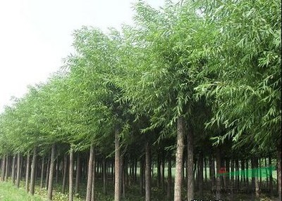 廣州8公分垂柳價格旱柳報價_廣州8公分垂柳價格旱柳報價圖片_山東菏澤科技苗木基地_中國園林網(wǎng)