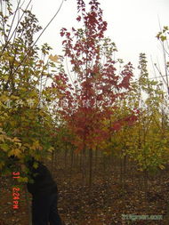 供應(yīng)紅葉石楠 產(chǎn)品 江蘇省宜興市金楓園林綠化工程