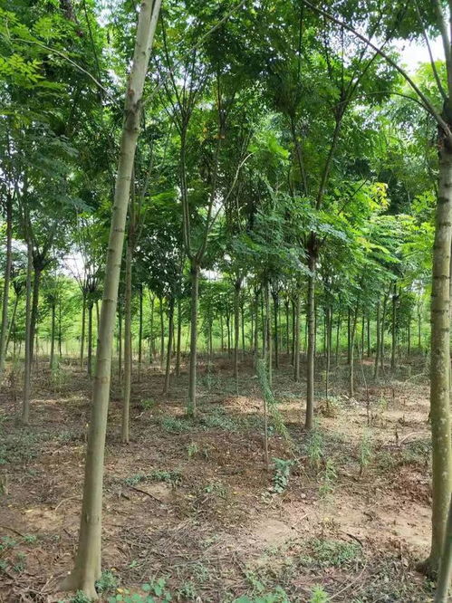 恭喜武漢美景匯苗木專業(yè)合作社入駐苗木通平臺 致力精品苗木發(fā)展