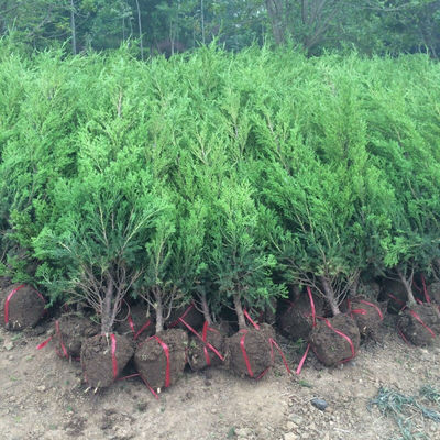 四季青墓地松 掃墓樹苗松樹苗松柏側柏檜柏柏樹蜀檜塔柏苗1.50米