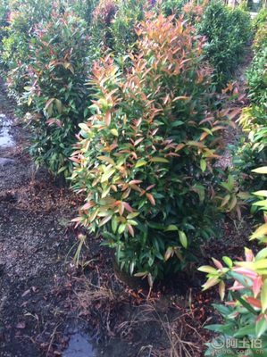 【江西綠化苗木袋苗紅車、農戶種植】綠化苗木,價格,廠家,供應商,花木,龍海市東泗興輝園藝場 - 產品庫