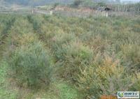 優質南方紅豆杉一年至五年生苗木[供應]_綠化苗木_世界工廠網中國產品信息庫