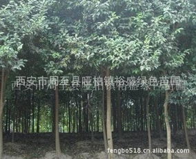 廉價直銷各類綠化苗木