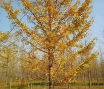 【徐州邳州苗木銷售(園林花卉)產品庫】_價格/圖片/廠家 - 江蘇園林花卉產品庫 - 阿土伯網手機版