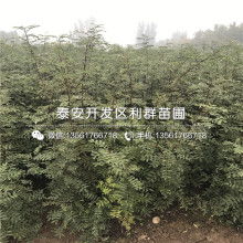 大紅袍花椒樹苗價(jià)格 大紅袍花椒樹苗公司 圖片 視頻