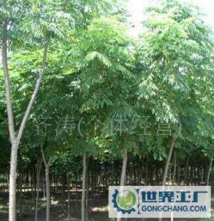 黃山欒,黃山欒樹苗,黃山欒苗木_農(nóng)副產(chǎn)品_世界工廠網(wǎng)中國(guó)產(chǎn)品信息庫(kù)