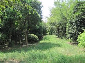 廠家直銷 山東苗木批發(fā) 定制批發(fā) 價(jià)格電議圖片_高清圖_細(xì)節(jié)圖-青島森豐源園林 -