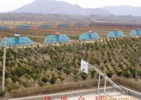 東北紅豆杉1-30年生 灌木、喬木 均有銷售[供應]_綠化苗木_世界工廠網中國產品信息庫