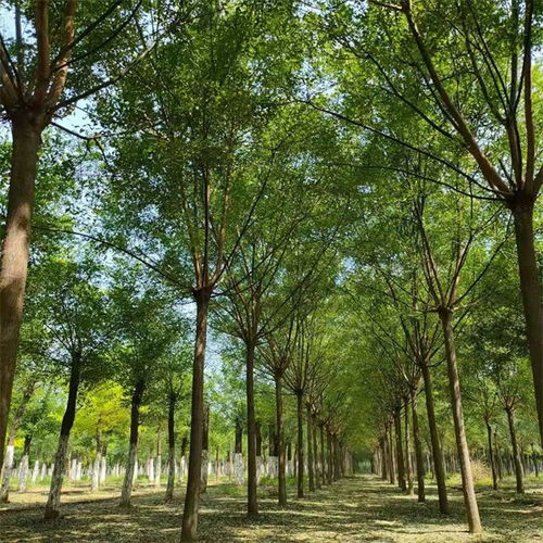 劍閣18公分移栽國(guó)槐批發(fā)價(jià)格表