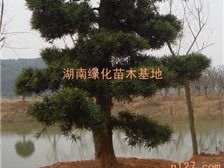 產(chǎn)品展示 湖南長(zhǎng)沙市雨花區(qū)精彩園林綠化苗木場(chǎng)