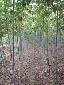 高度300cm 價(jià)格3.00元 棵 50棵起批 花木網(wǎng)