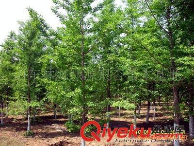 山東郯城縣銀杏苗木協(xié)會(huì)供應(yīng):銀杏、石榴、法桐等綠化工程苗木圖片|山東郯城縣銀杏苗木協(xié)會(huì)供應(yīng):銀杏、石榴、法桐等綠化工程苗木產(chǎn)品圖片由郯城縣林海銀杏苗木培育場(chǎng)公司生產(chǎn)提供-