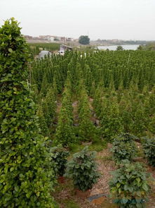 濰坊綠化苗木 品牌 濰坊綠化苗木 采購(gòu) 圖片 批發(fā)