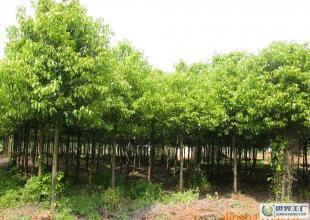 湖南綠化苗木--專業(yè)土球.香樟.羅漢松.紅花繼木.樂昌含笑_農(nóng)副產(chǎn)品_世界工廠網(wǎng)中國產(chǎn)品信息庫