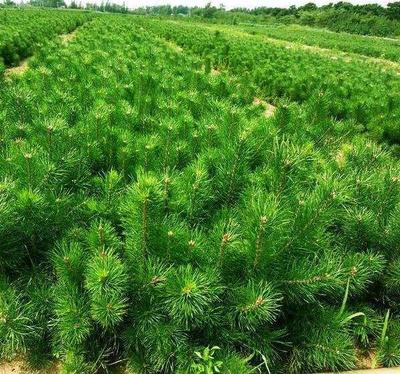 雪松工程苗 規格齊全 呂梁雪松苗木基地