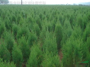 側柏 苗木供應信息 沭陽縣東林綠化苗木園藝場