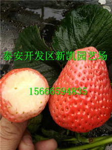 本溪 鬼怒甘草莓苗 新聞 誠信公司