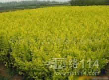 鎮江其他種子、種苗批發_鎮江其他種子、種苗供應_其他種子、種苗鎮江廠家_ - 