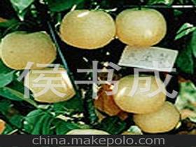 青島梨供應商,價格,青島梨批發(fā)市場 