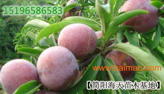 李子苗的適應環(huán)境,李子苗的產(chǎn)量及果實特征,李子苗的適應環(huán)境,李子苗的產(chǎn)量及果實特征生產(chǎn)廠家,李子苗的適應環(huán)境,李子苗的產(chǎn)量及果實特征價格