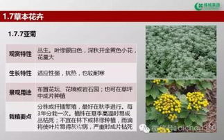 綠城集團園林軟景苗木圖譜,非常全面,值得借鑒 收藏