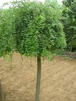 10公分國槐價格、12公分國槐報價、12公分國槐_農副產品_世界工廠網