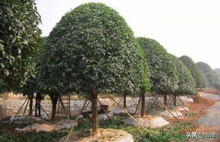 反季節(jié)苗木種植技術在園林綠化施工中的應用