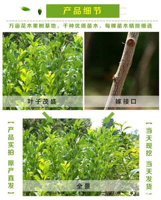 泰安李子樹苗價格及品種規(guī)格詳解：以1公分、2公分恐龍蛋李子樹苗為例