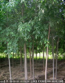 園林綠化產業全鏈條服務 苗木供應、資材采購與信息交流平臺