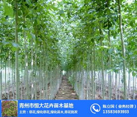 合勝花卉苗木 山東綠化苗木的卓越選擇