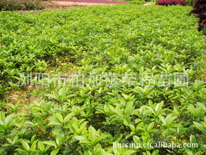 丹桂小苗采購指南 株高7-20公分優質苗木基地推薦